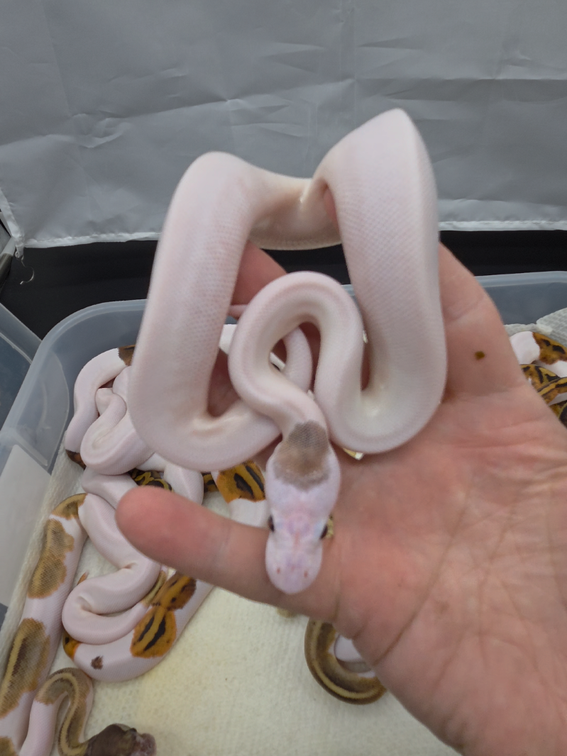 @Rikers Reptiles