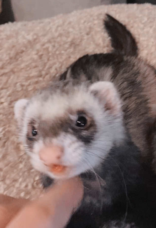 @FerretFiesta