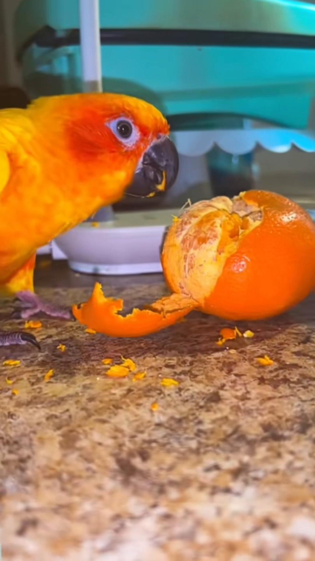 @Suncheepo🦜