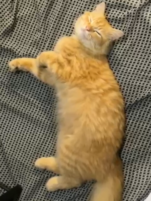 @😺 0chil 😺
