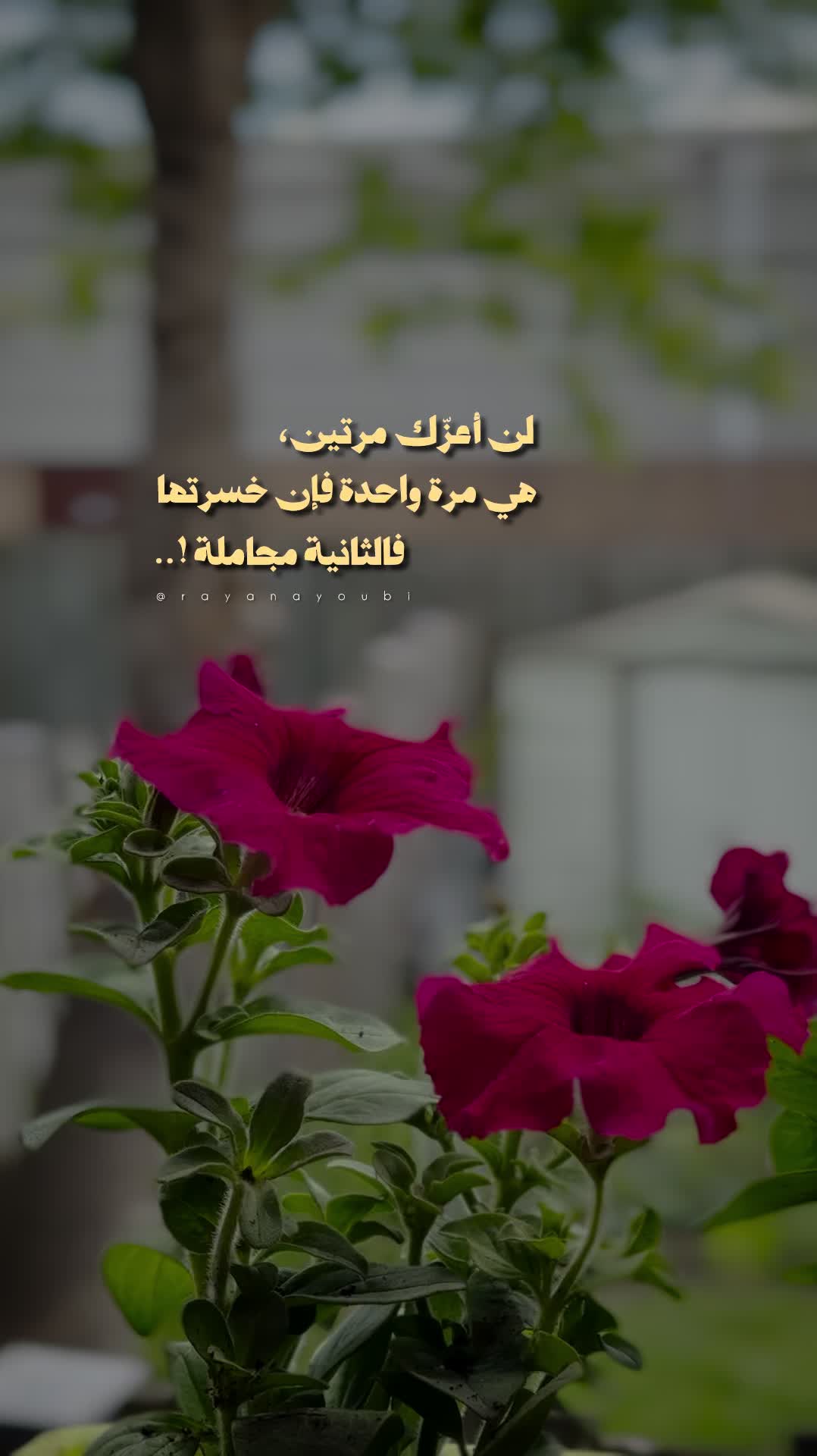 @Rayan El Ayoubi