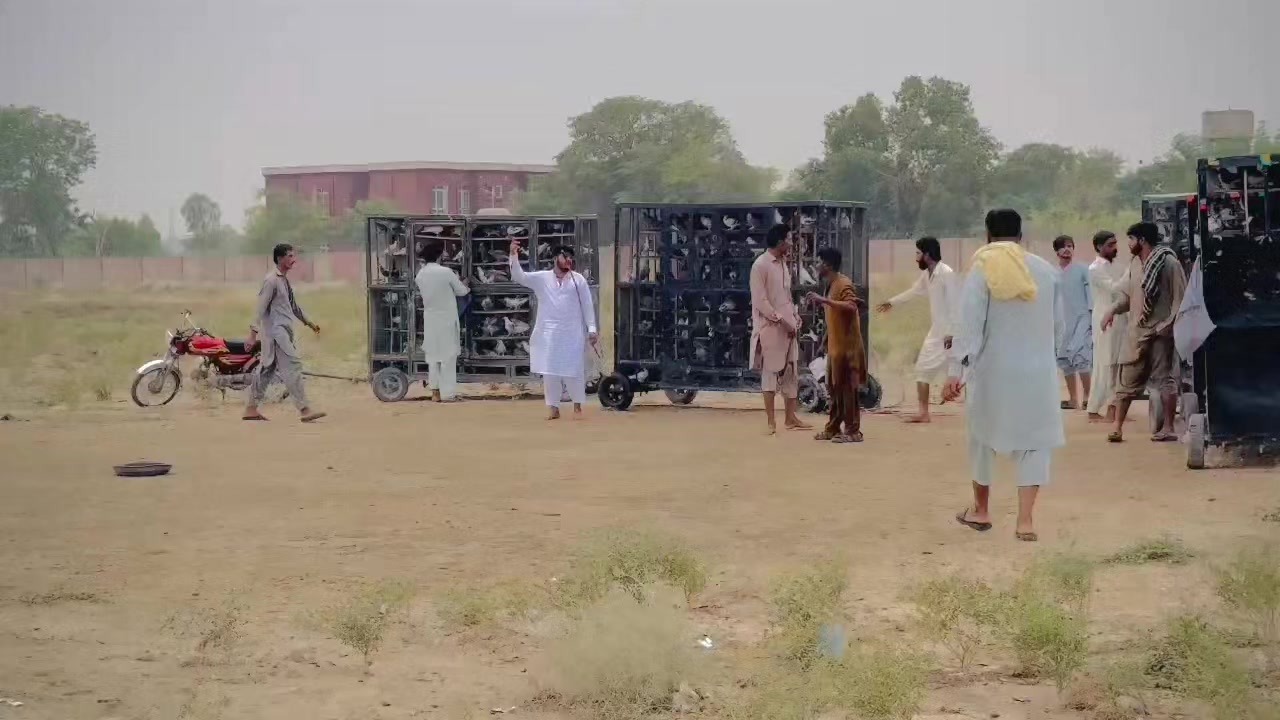 @عدیل رحمن لیہ وال کبوتر باز