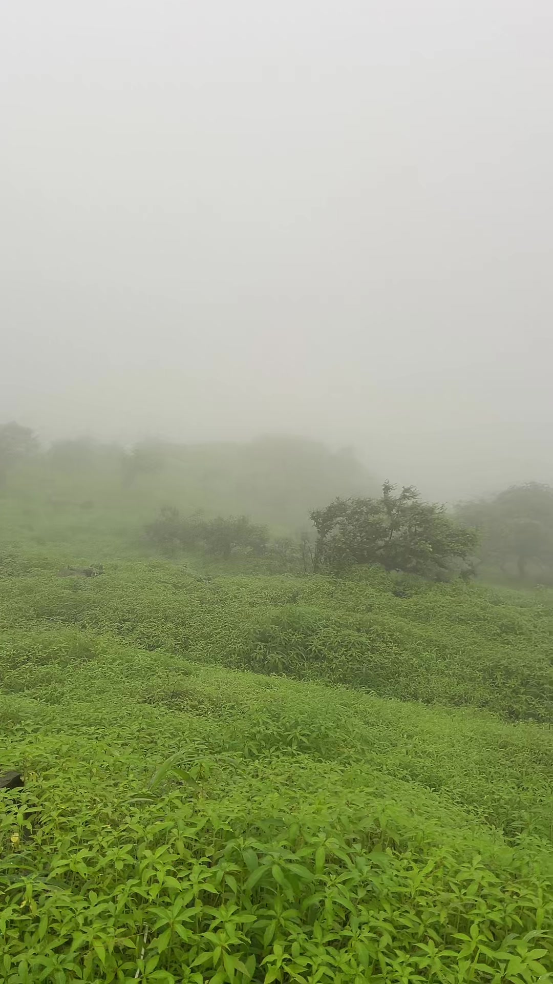 @حمدي الشعيبي 💛