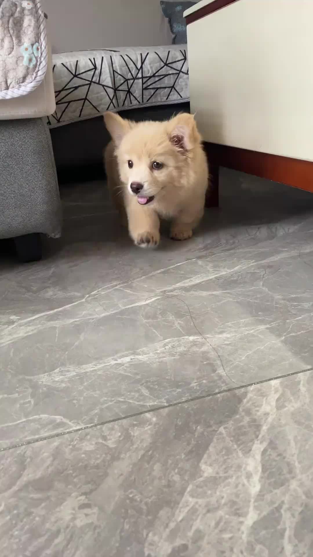 @MeowWoofMoments