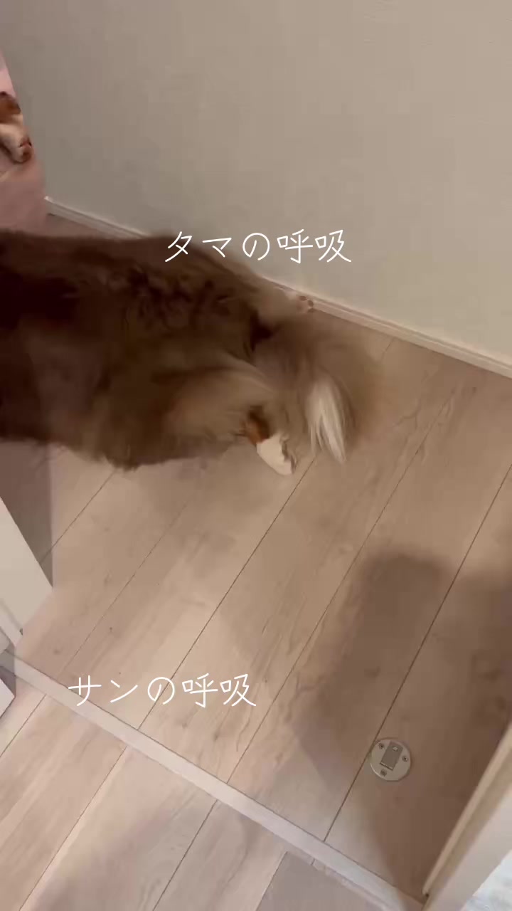 @サン&タマ