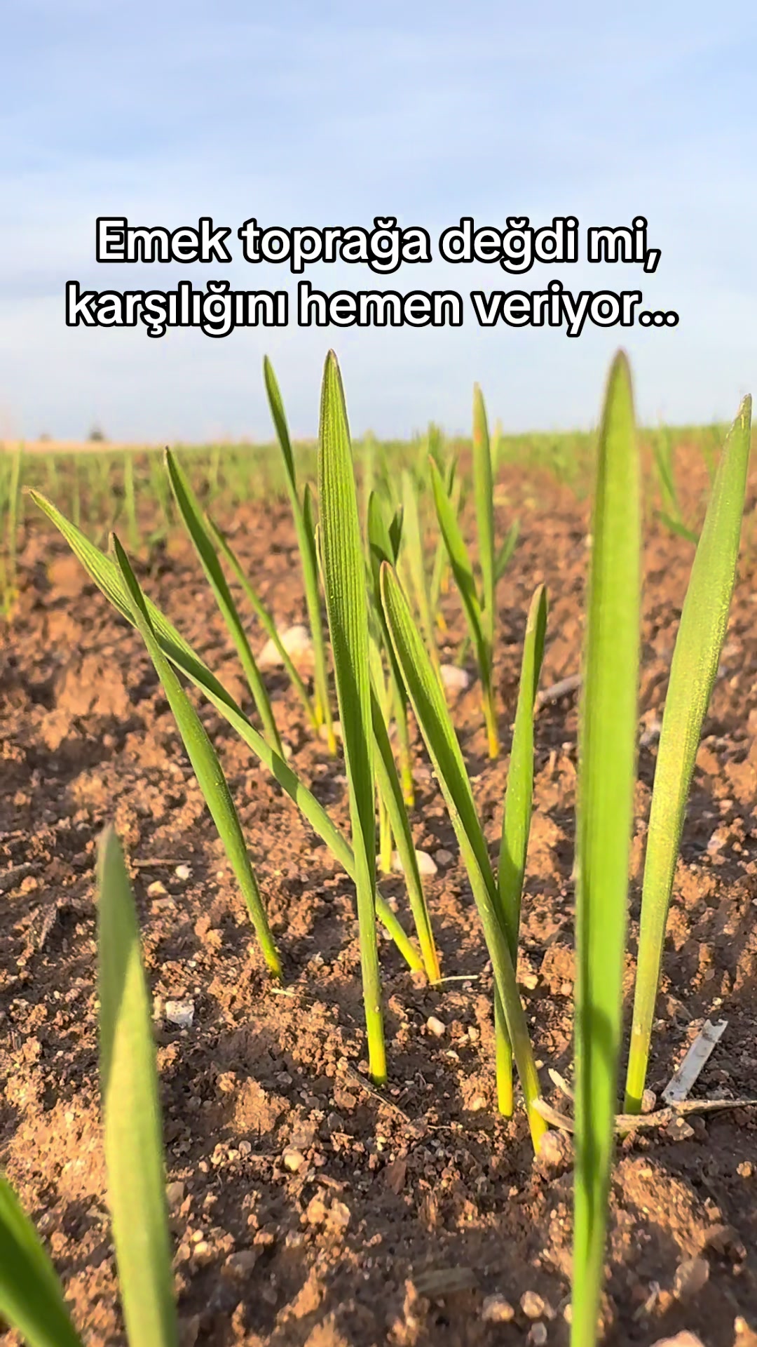 @İsmail EFE