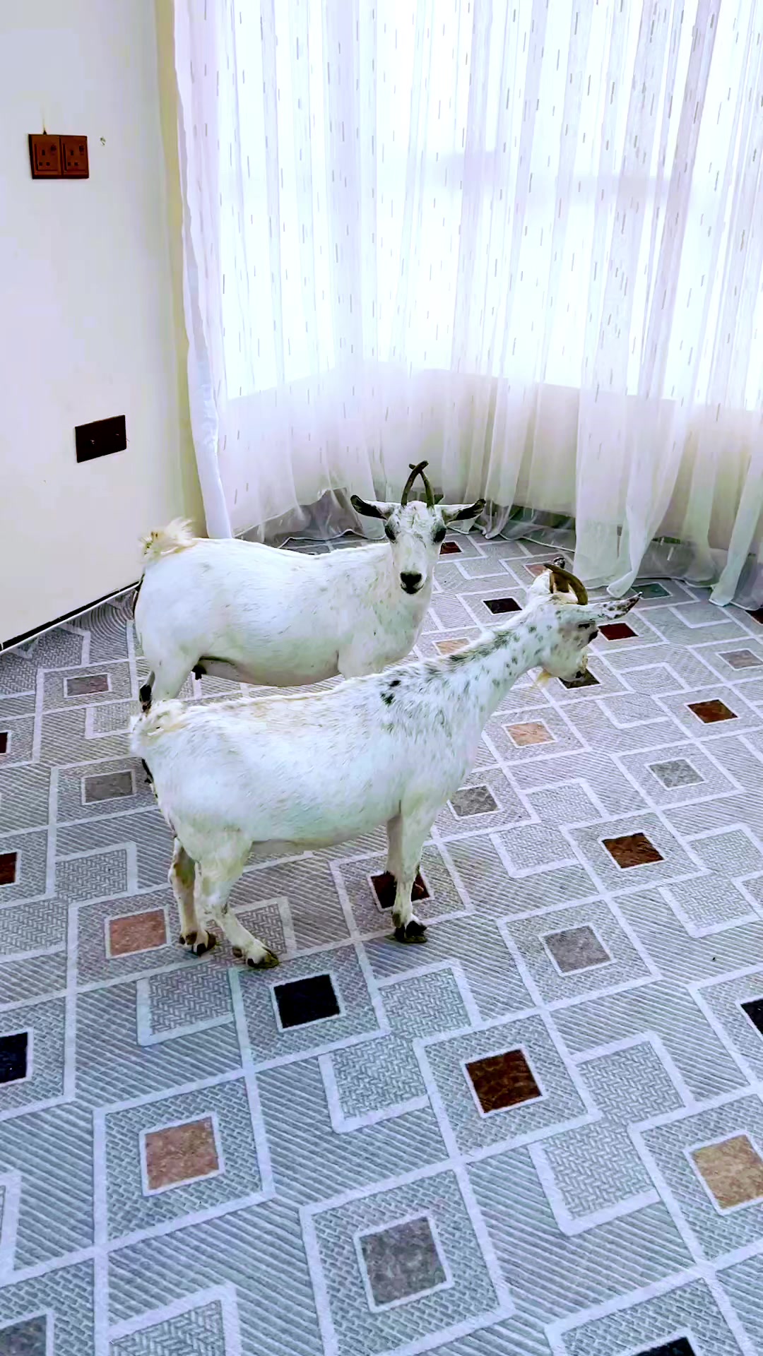 @ابوليره