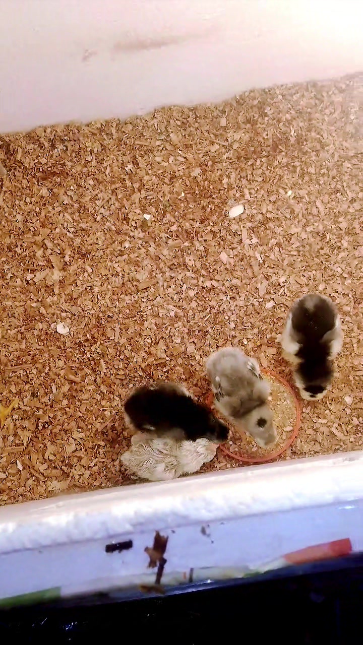 @Izhaan khan