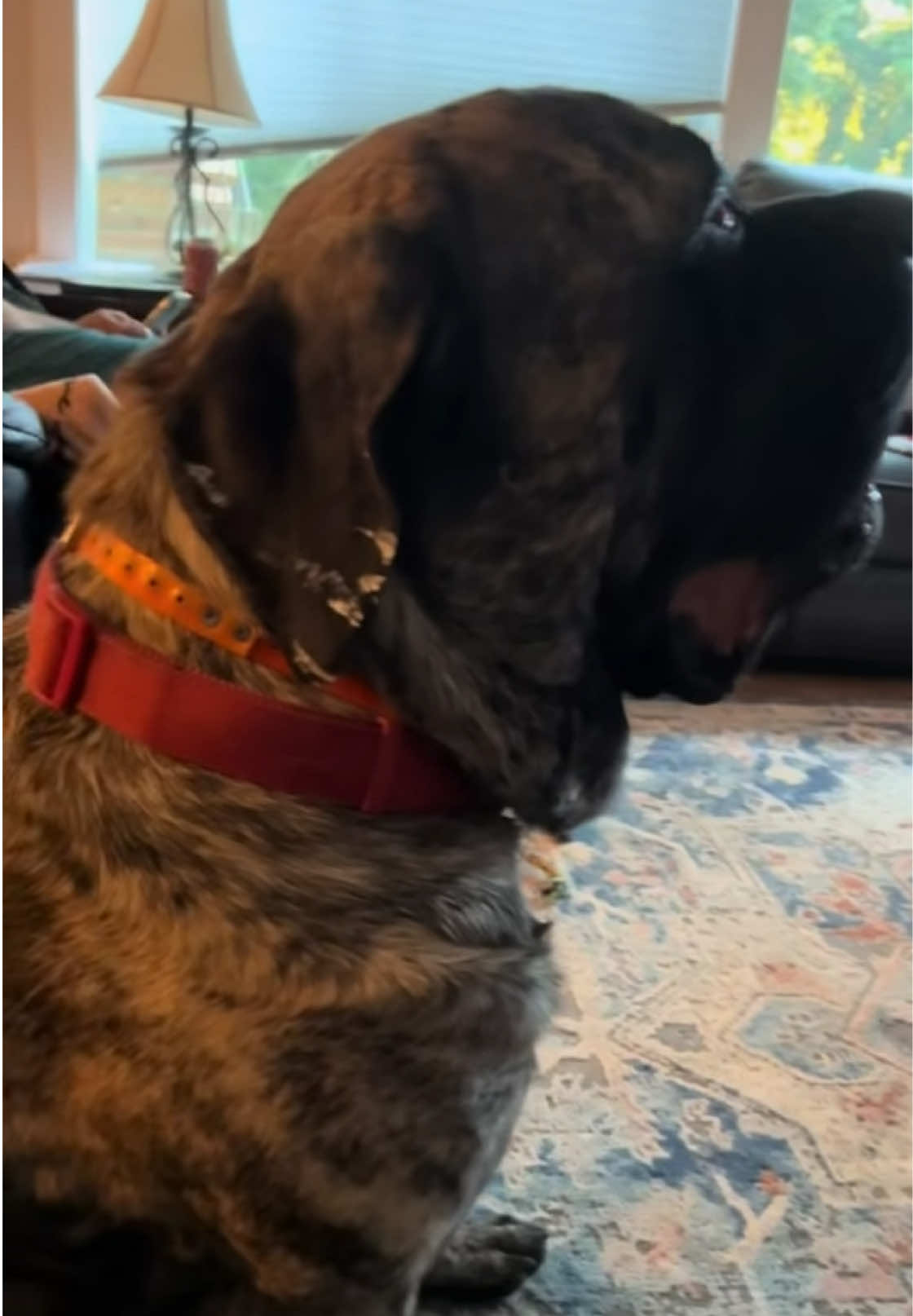@BrindleBearTheMastiff