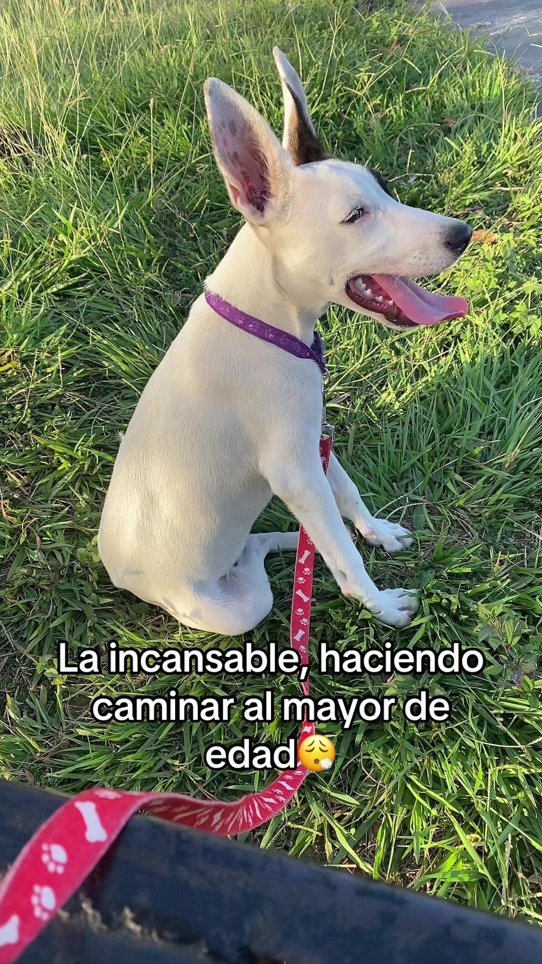 @El Duva