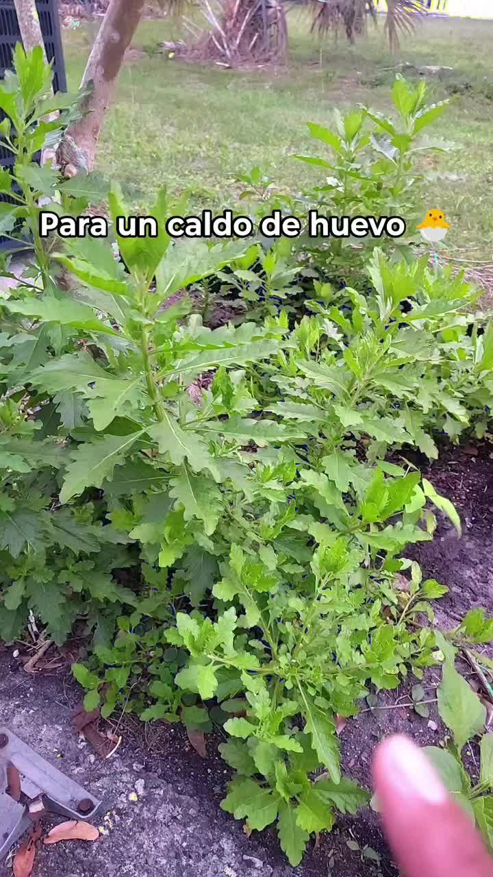 @JerBer