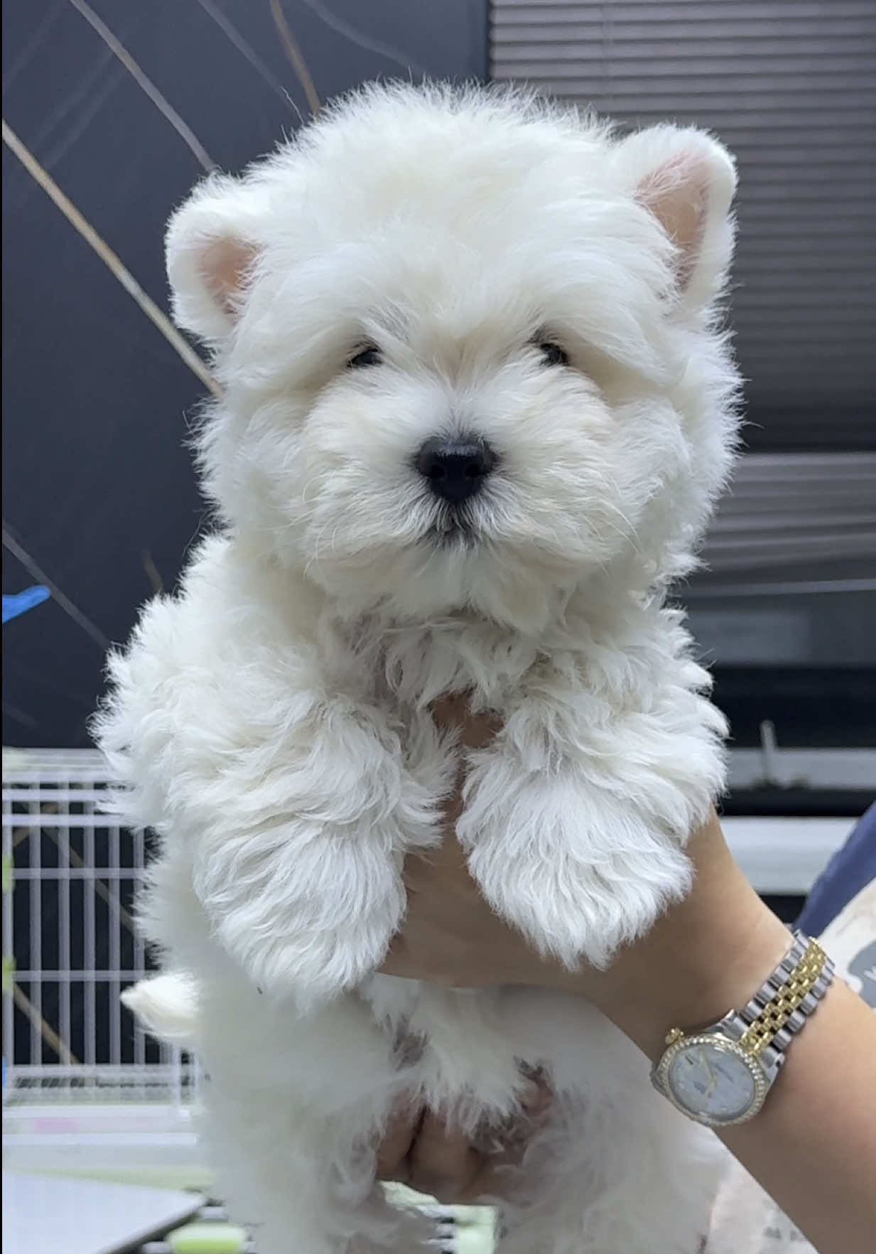 @JC Dog Republic