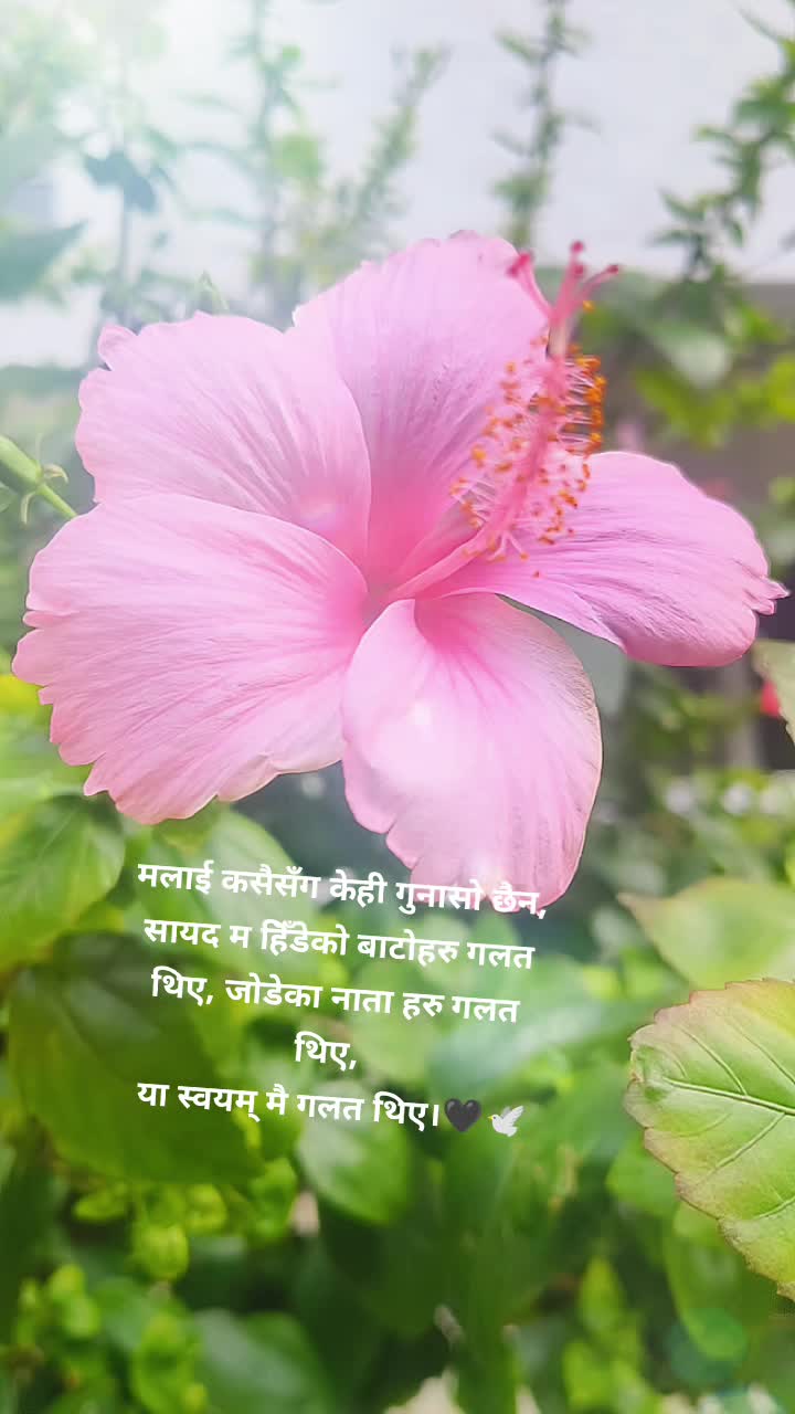 @shreyabogati22