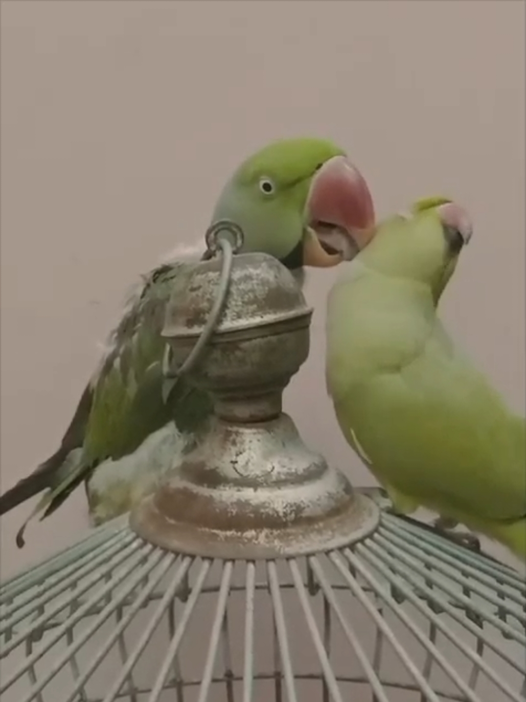 @Mehtab's Pet