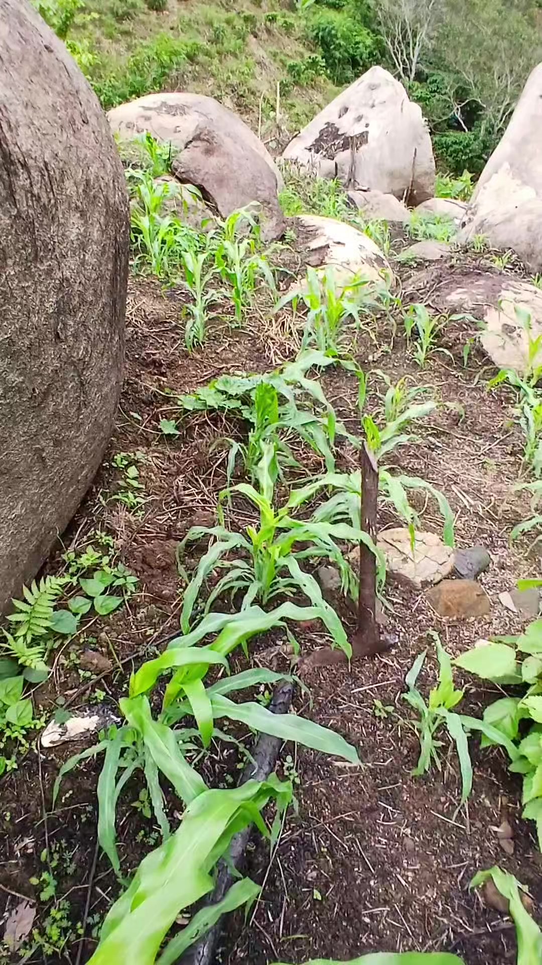 @Mẹ Khoa❤️Una