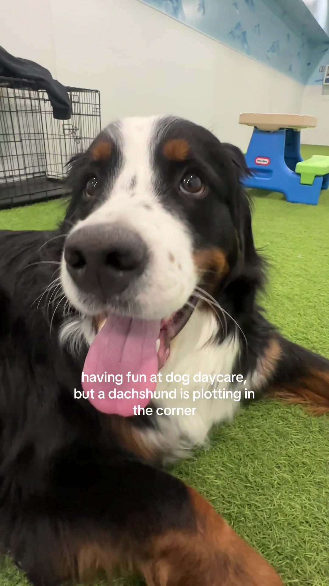 @Camp Canine Toronto