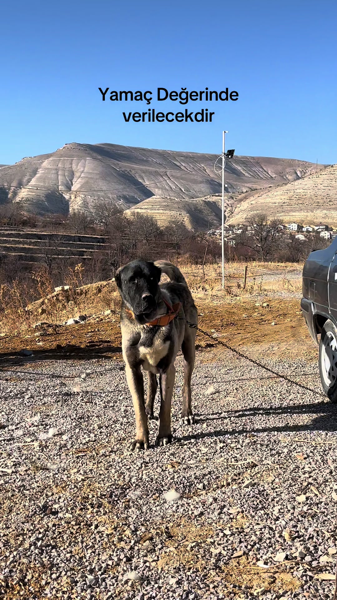@Gürün.kennels58