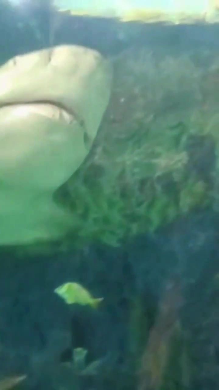 @sharkabcabc