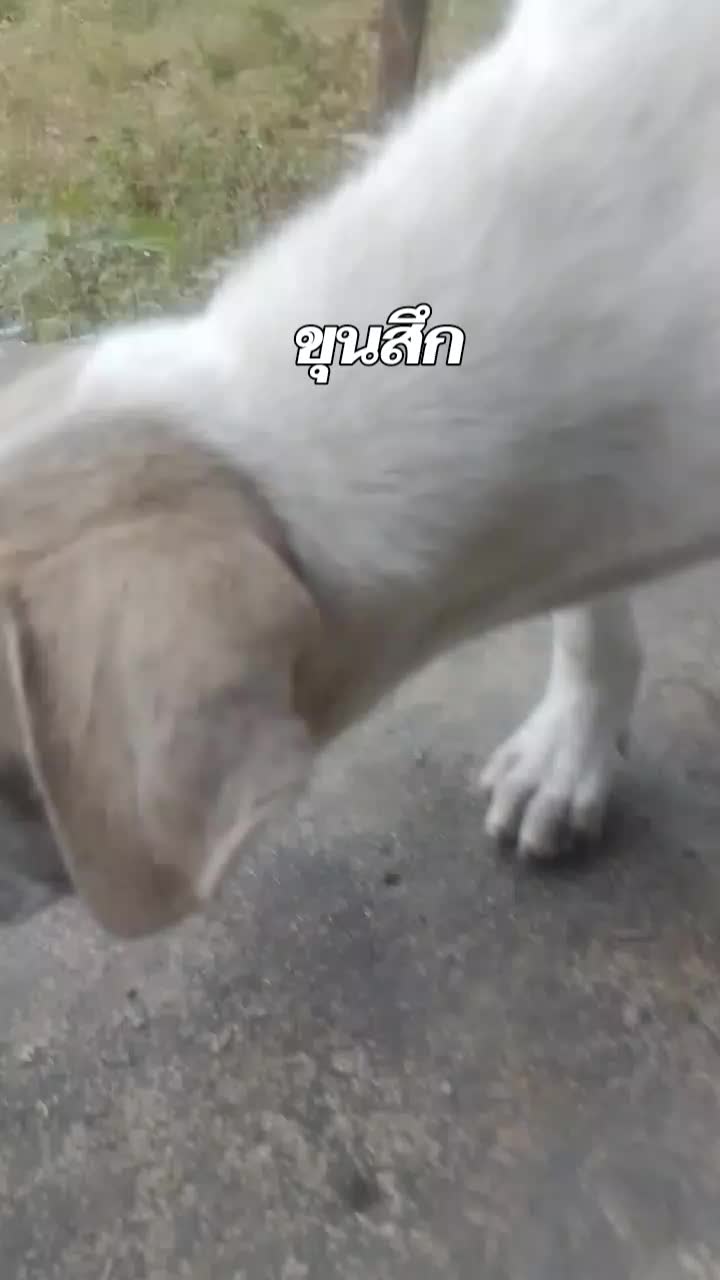 @กัปตันเเมวครับ