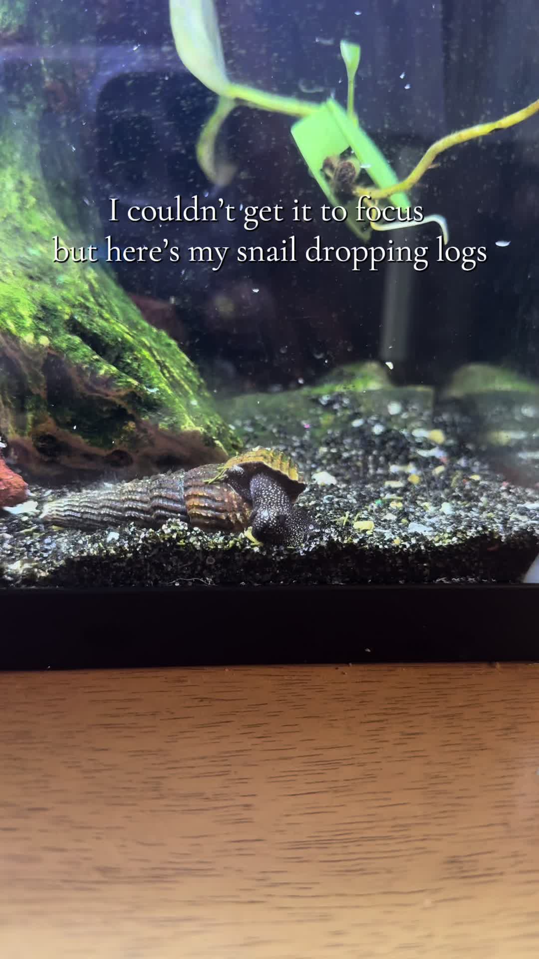 @𝓗𝓪𝓷𝓷𝓪𝓱