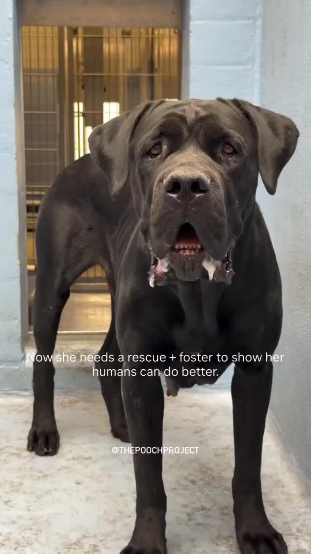 @Cane Corsos