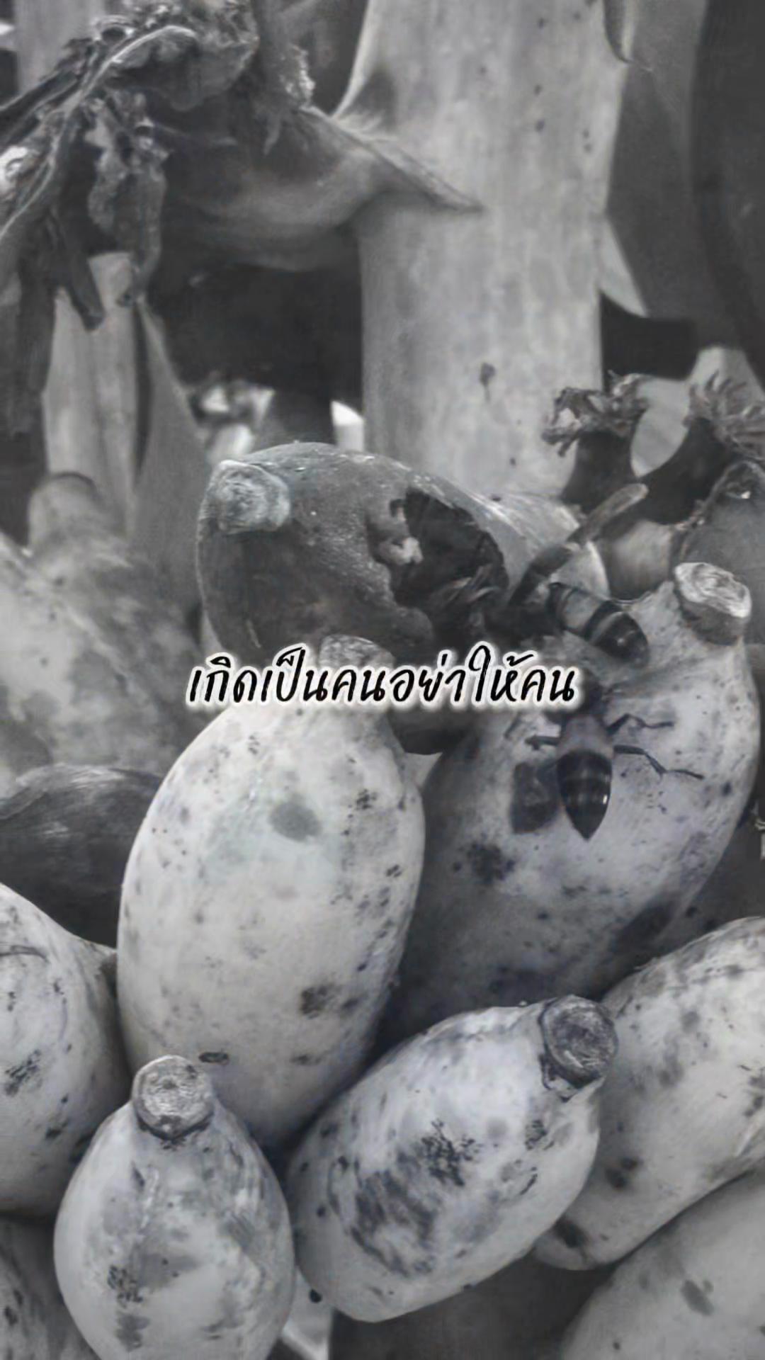 @surinwealy