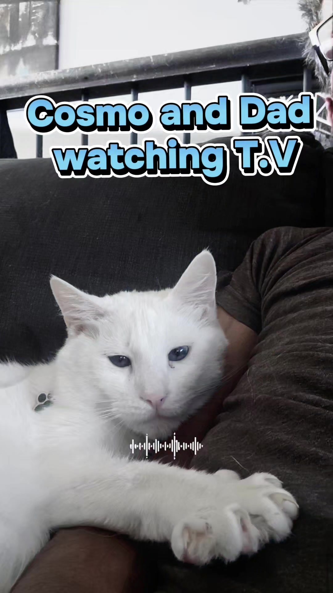 @Zoo Land Pets Cat Family🇨🇦