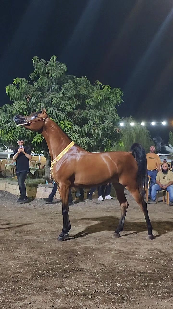@🐎عوده لتوزيع مستلزمات الخيو🐎
