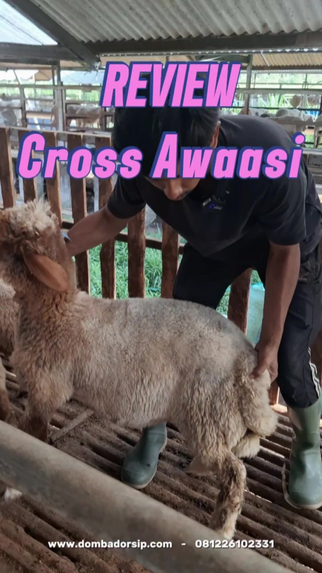 @Kambing Burja Official