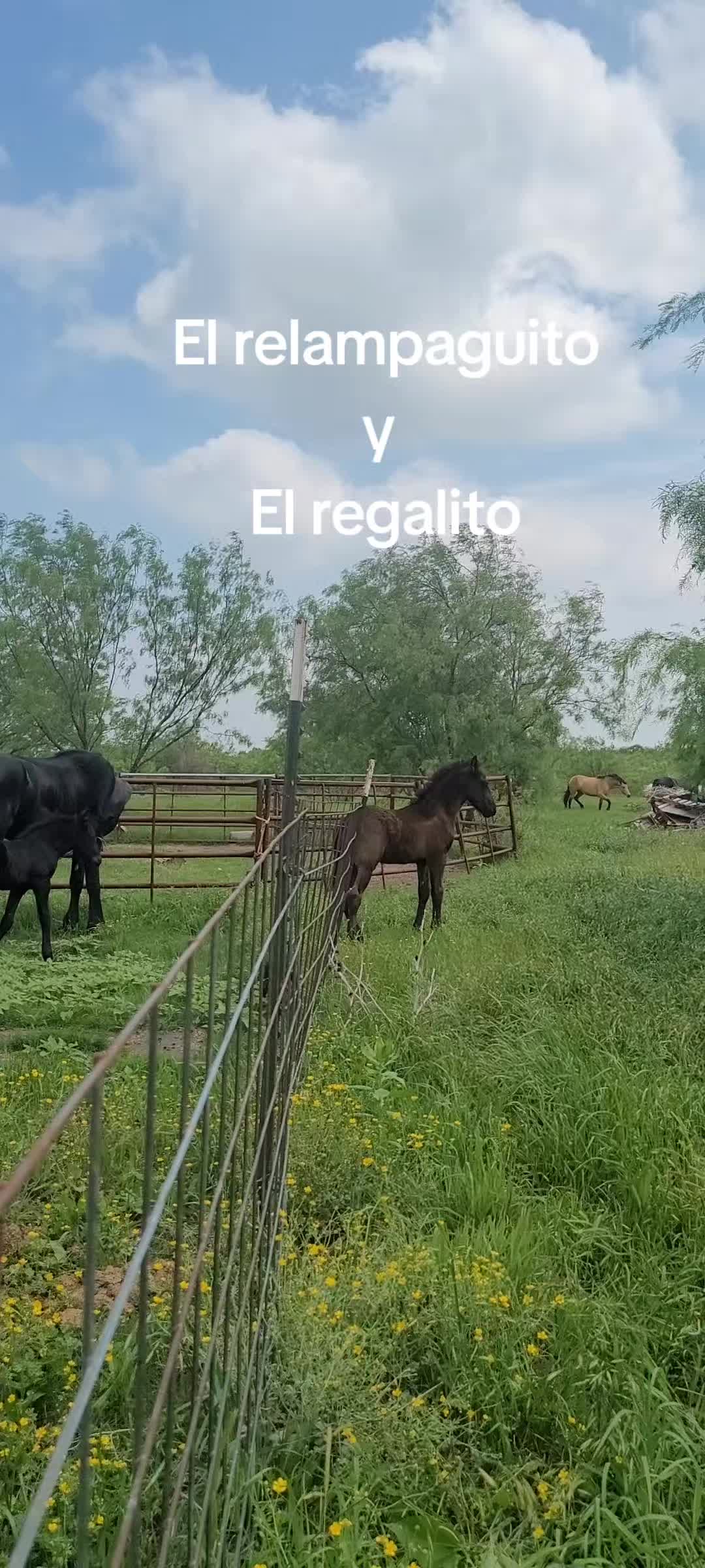 @RANCHOROSAS