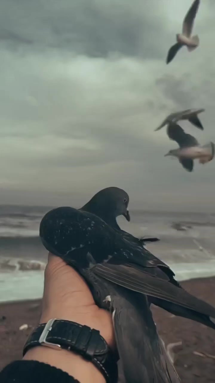 @صفاء قيصر