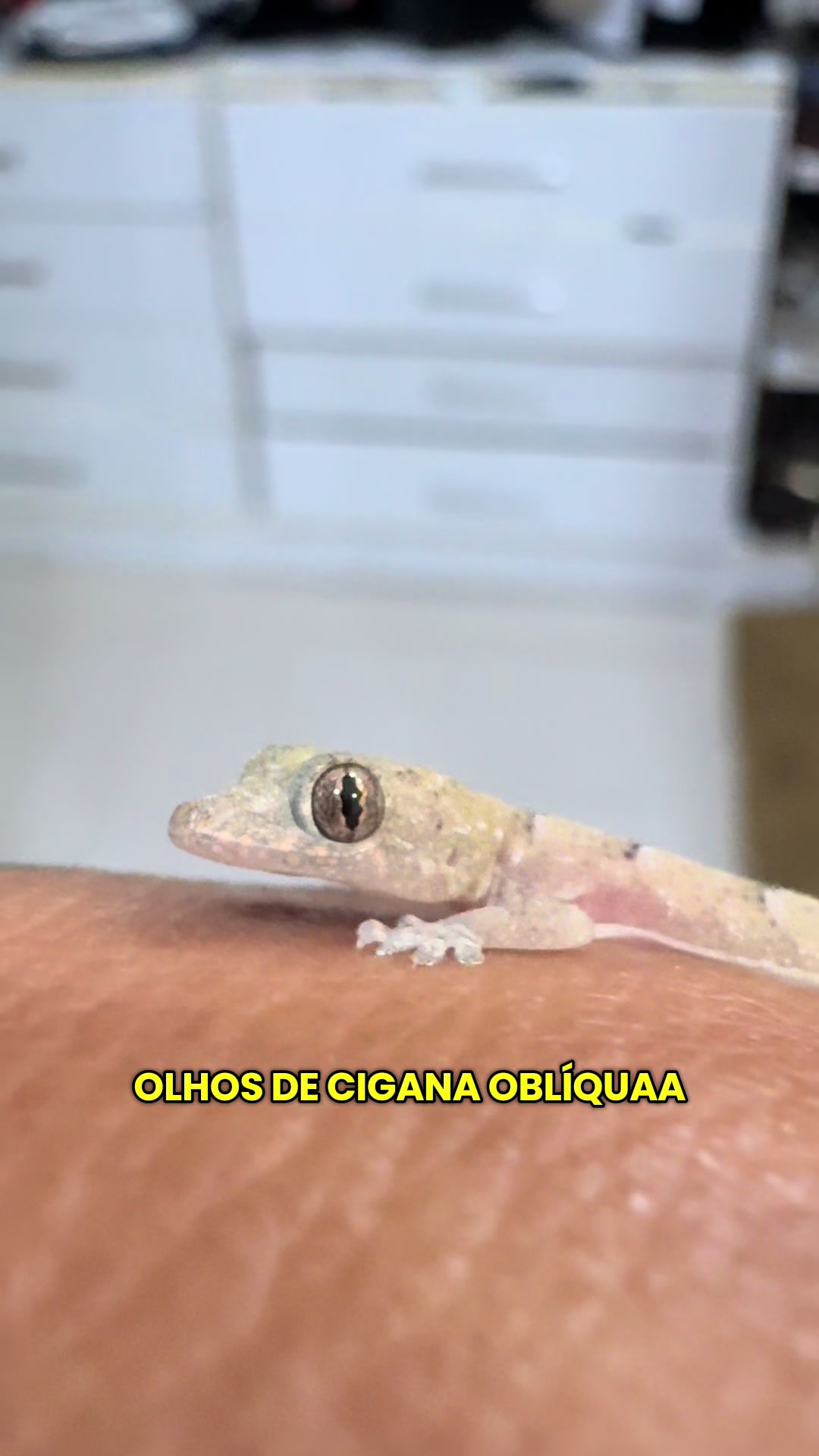 @Hágada Punk_Prin