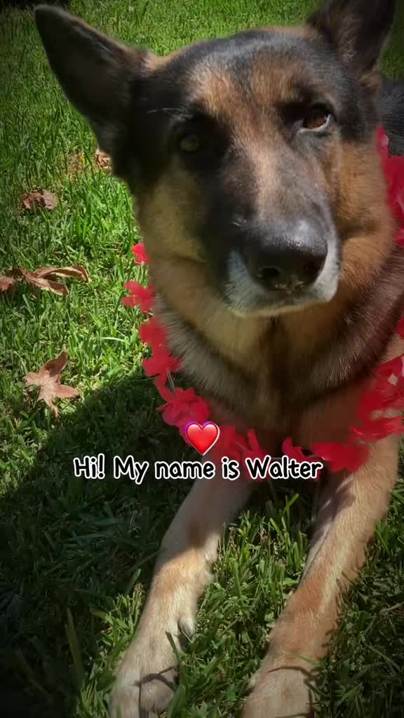 @Walter The German Shepherd