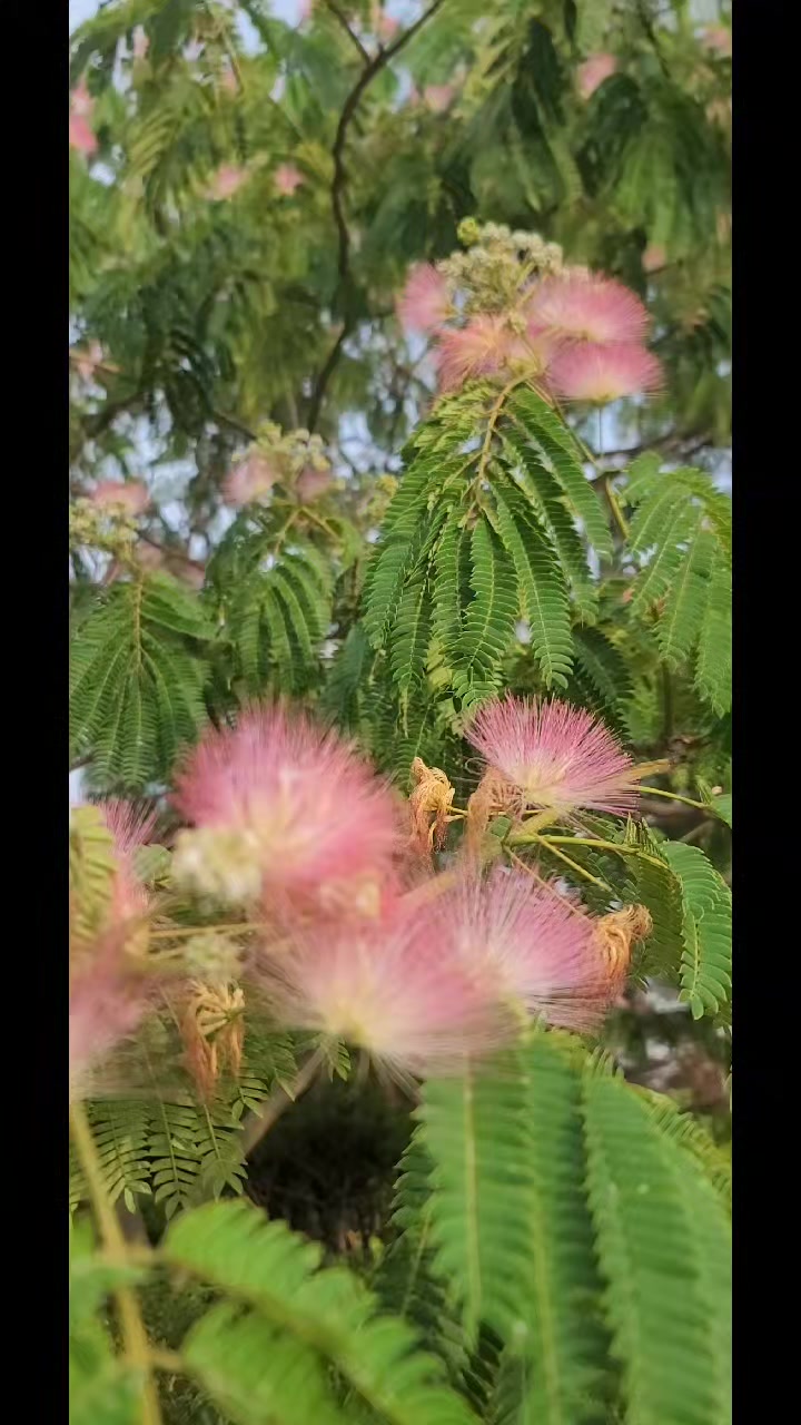 @soochoo💐🐬
