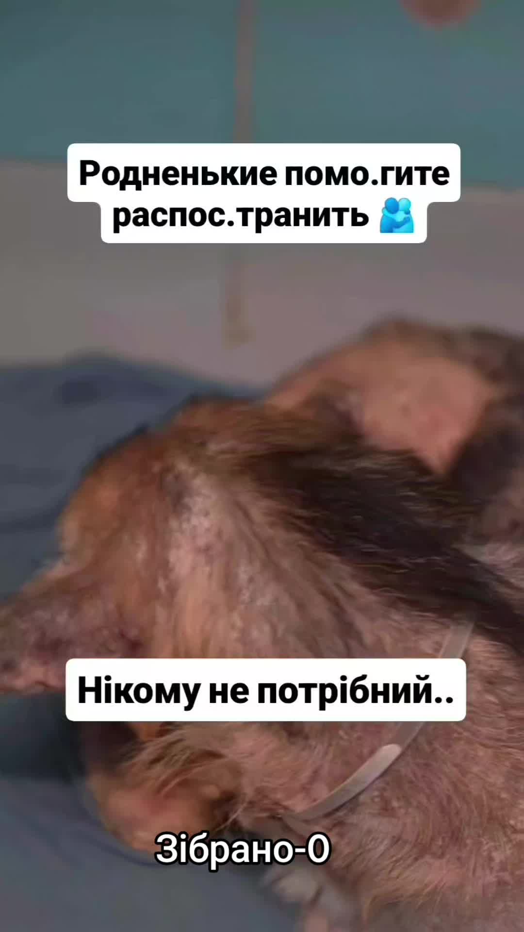 @animal