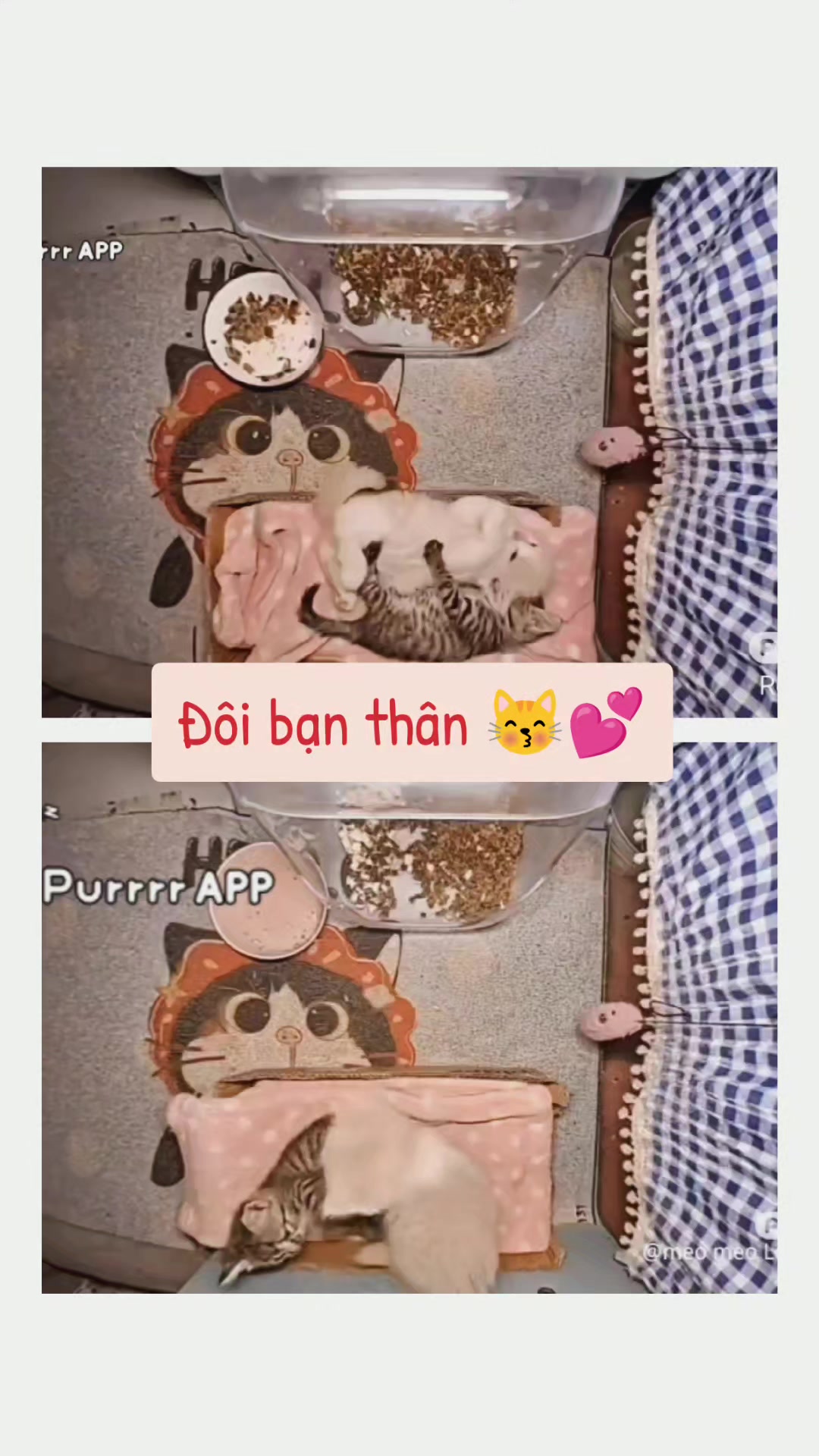 @Meo Meo 😋
