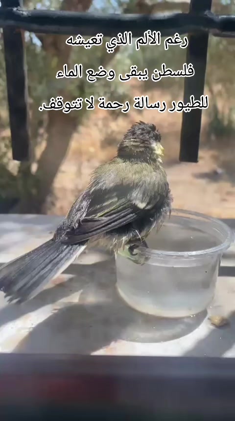@فؤاد محاميد