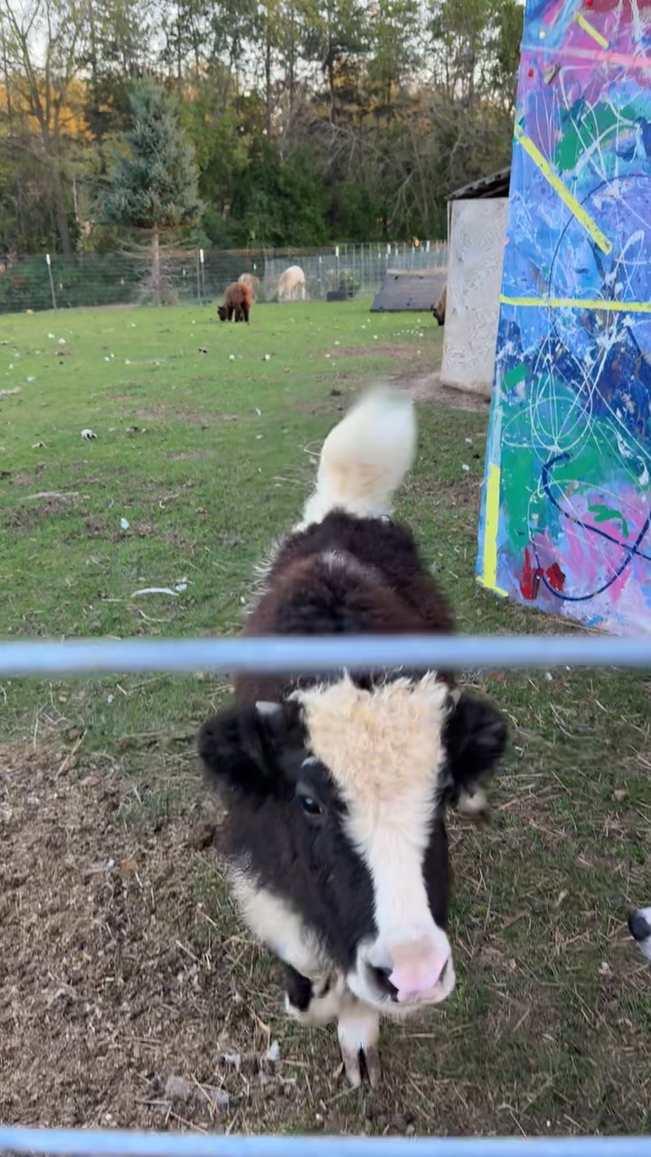 @Wild Pyle Acres