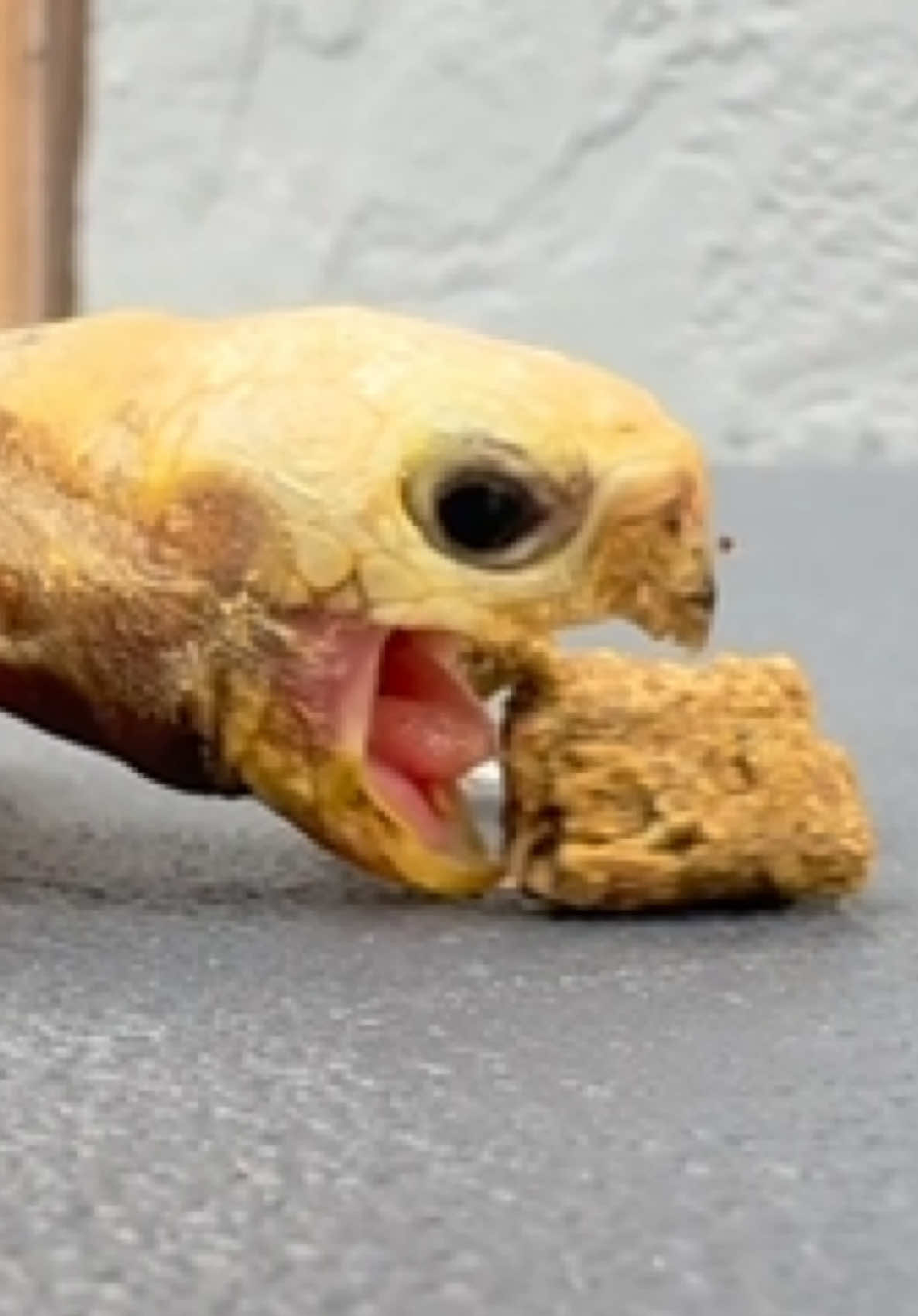 @Tommys_reptiles