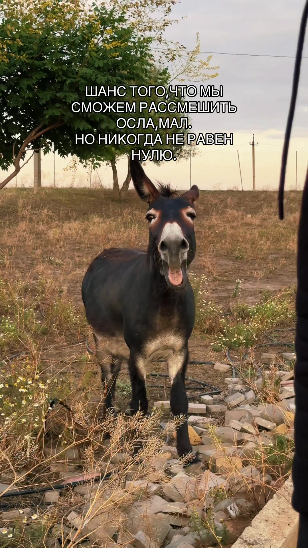 @вивик
