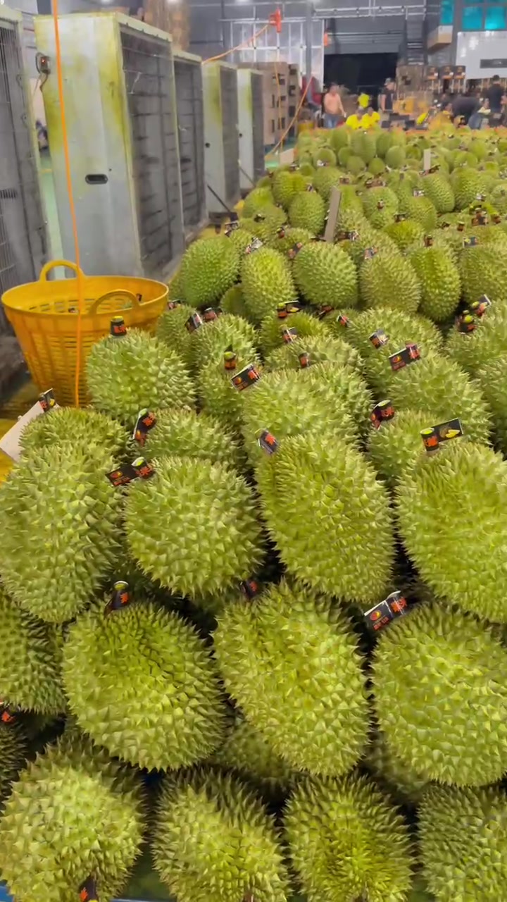 @mansaurienglan168