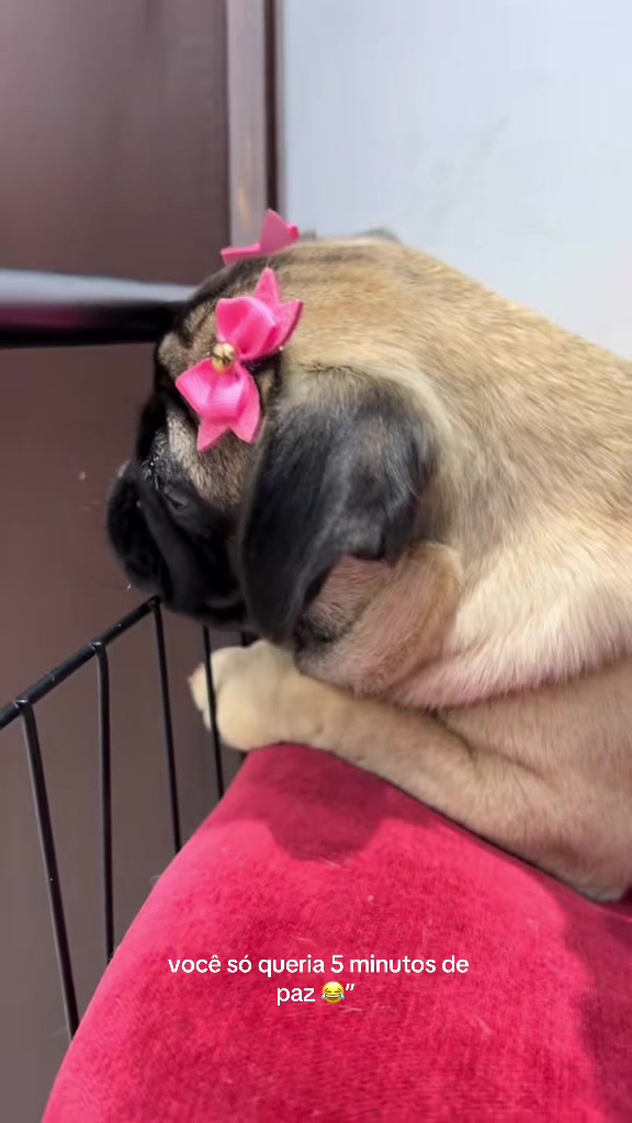 @pugSofyHarry
