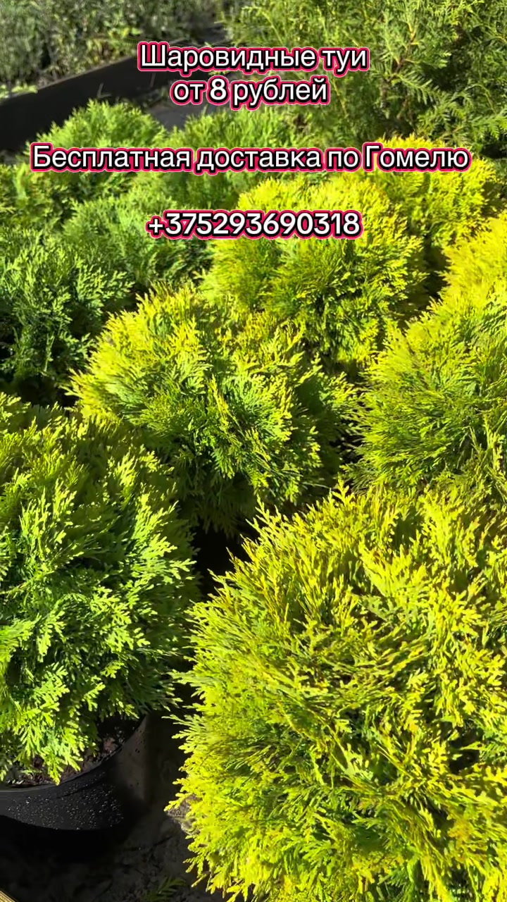 @lavender_garden_gomel