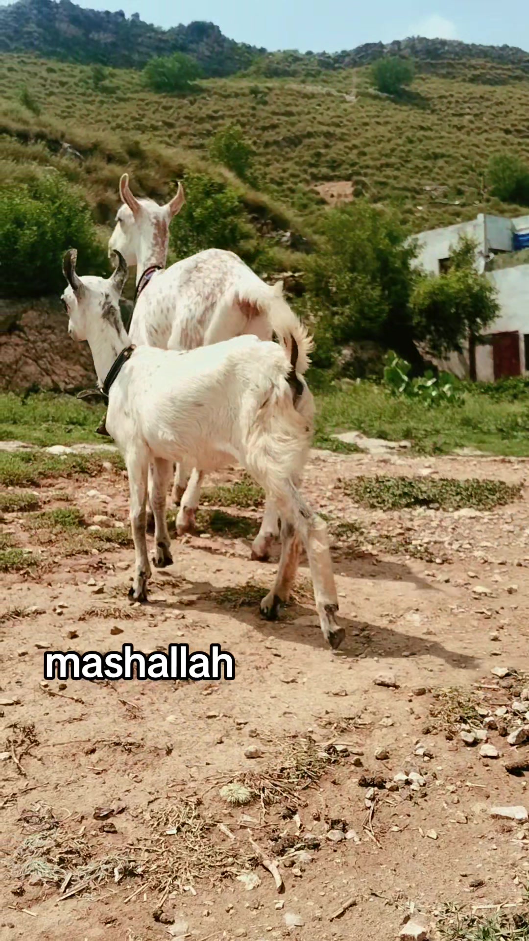 @M Mubashir Khan