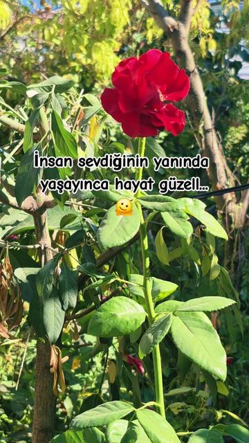 @deniz_yildizi43⭐️⭐️⭐️