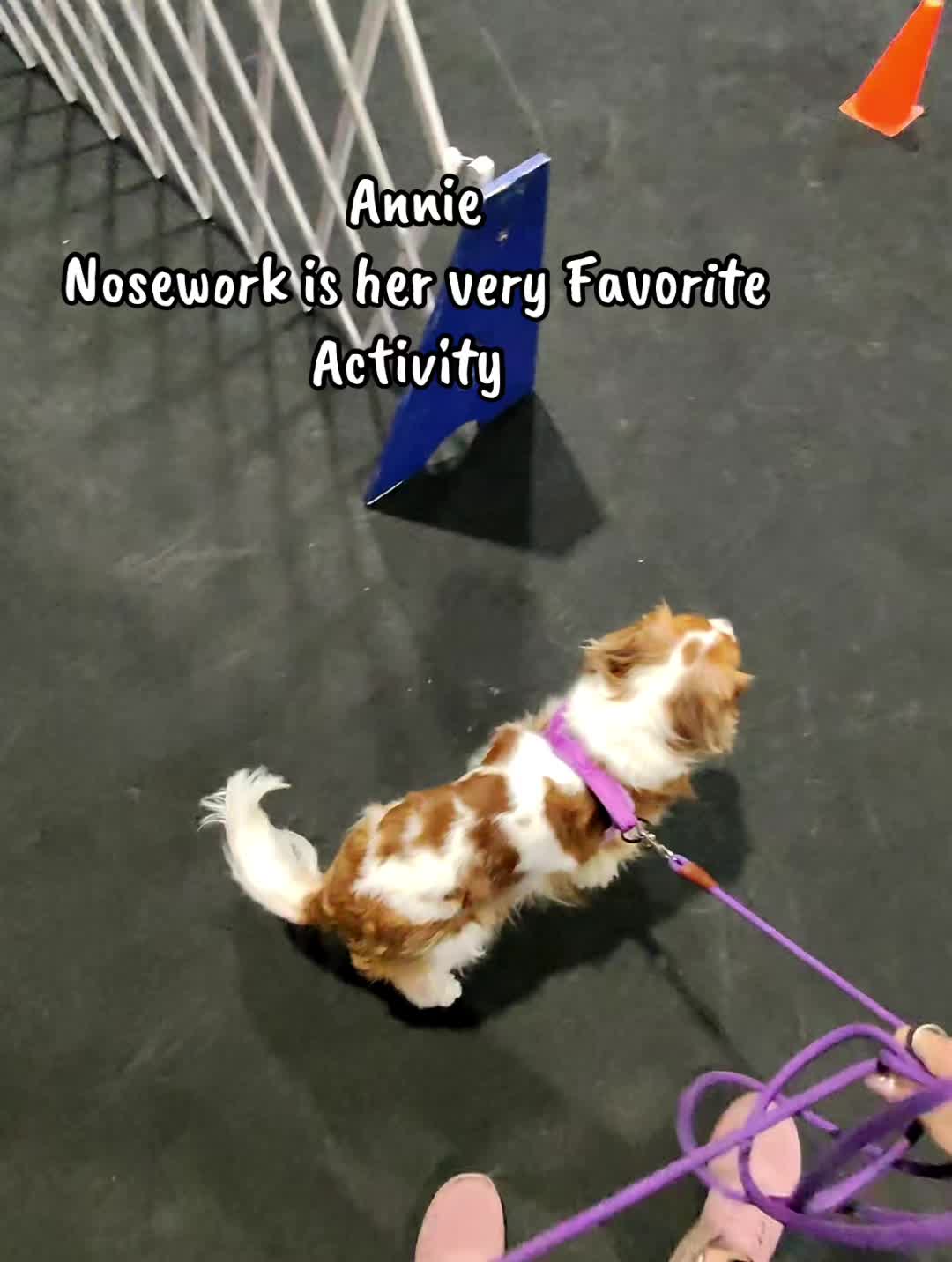 @annie_rae_the_cavalier