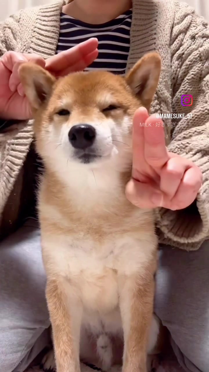 @豆助