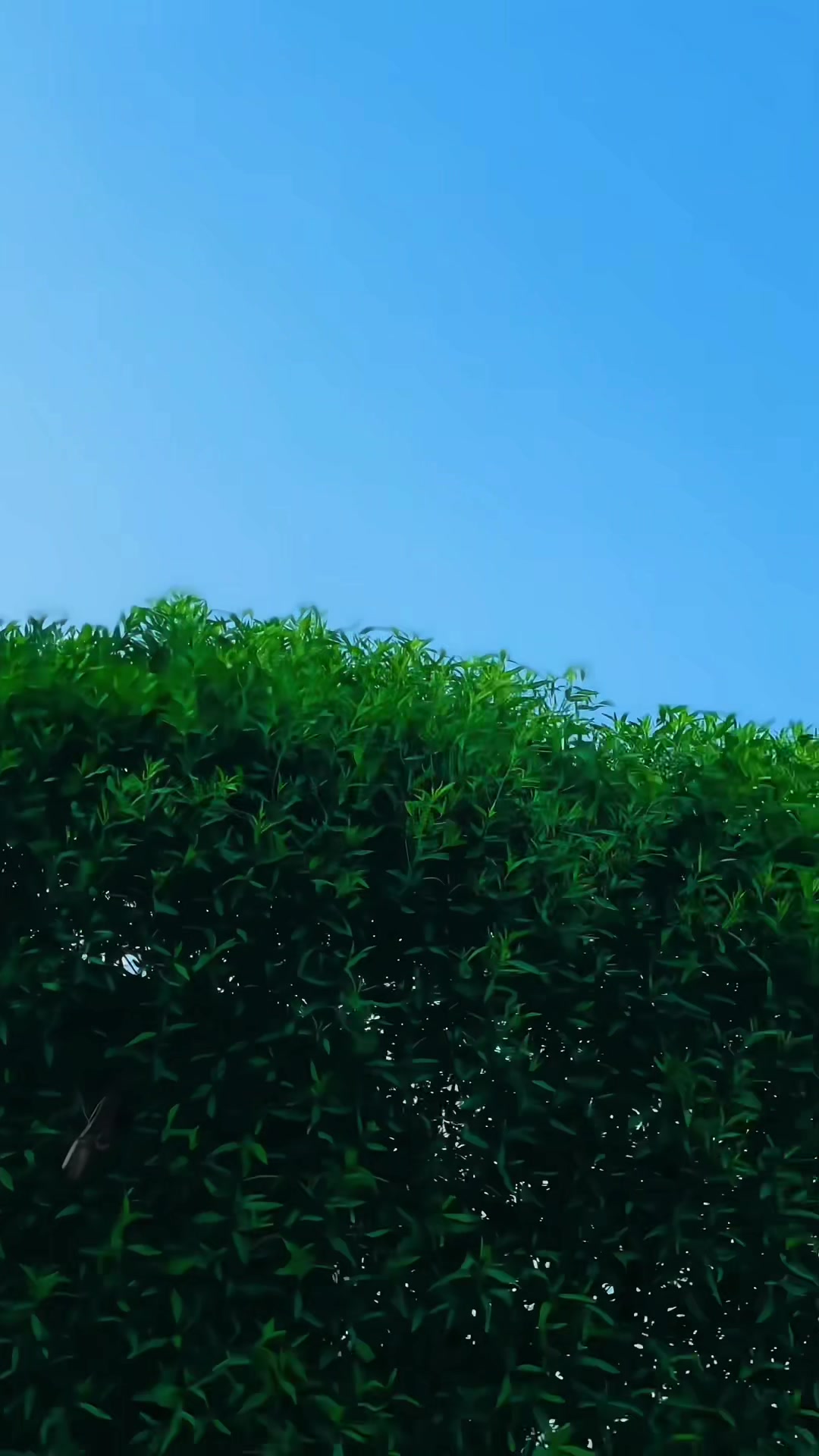 @▄︻デ🇳 🇦 🇼 🇦 🇧 ٭ं══━一