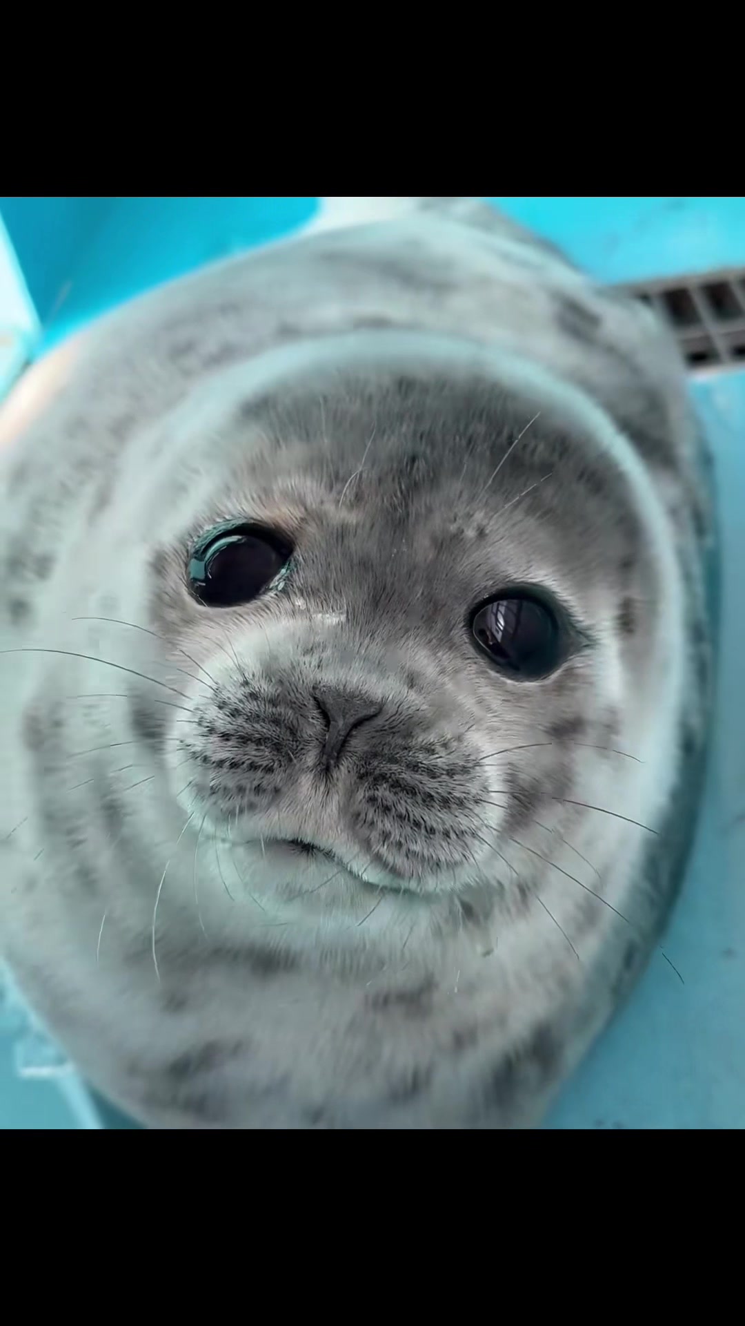 @seal lover 🦭⋆˚꩜｡⋆˚🩵