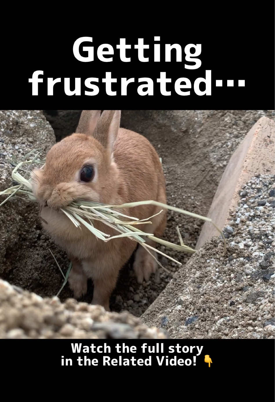 @rabbit man